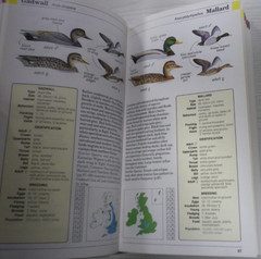 Kingfisher Field Guide to the Birds of Britain and Ireland – Hardback