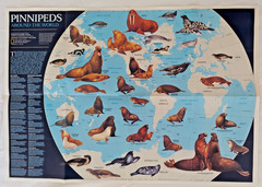 National Geographic, 4 Educational Maps Posters, Animal Migration, Whales, Birds