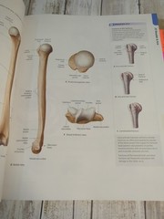 Atlas of Anatomy – Paperback By Gilroy, Anne M – GOOD