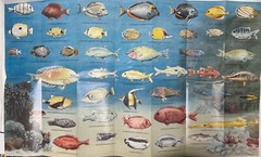 The Hanauma Bay Snorkeling Guide Oahu Hawaii Tourist Guide Brochure