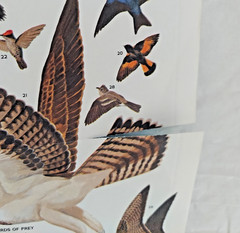 National Geographic, 4 Educational Maps Posters, Animal Migration, Whales, Birds