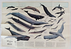 National Geographic, 4 Educational Maps Posters, Animal Migration, Whales, Birds