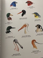 National Geographic Reference Atlas to the Birds of North America Baughman, Mel