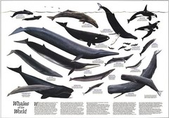Nat Geographic WHALES of the World – The GREAT WHALES Migration 1976 POSTER MAP