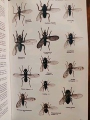 Collins Guide to the Insects of Bri…, Chinery, Michael