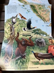 National Geographic Society Map of Indonesia 1996 Forest Survivors