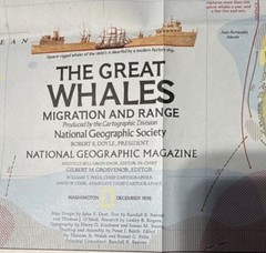 Nat Geographic WHALES of the World – The GREAT WHALES Migration 1976 POSTER MAP