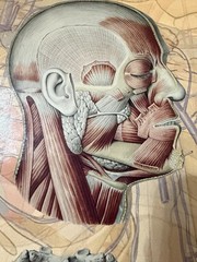 Human Anatomy Oversized Hardcover Book Coffee Table Medical Atlas 16.5” x 23”