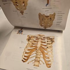 A Brief Atlas of the Skeleton, Surface Anatomy, Medical Images – Gerard J