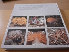 Great Barrier Reef by Reader’s Digest Hardback Book