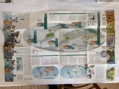 National Geographic :- Millennium in Maps BIODIVERSITY 2 Sides Map December ’97
