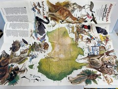Australia Land Of Living Fossils Foldout Map National Geographic 1979