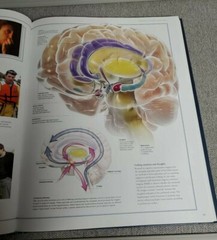 The Illustrated Atlas of the Human Body by Beverly McMillan Coffee Table Book