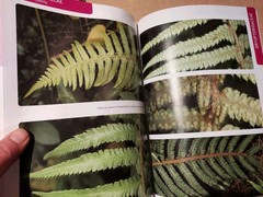 Ferns, Clubmosses, Quillworts and Horsetails of Cornwall and the Isles of Scilly