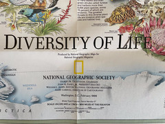 National Geographic :- Millennium in Maps BIODIVERSITY 2 Sides Map December ’97