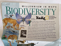 National Geographic :- Millennium in Maps BIODIVERSITY 2 Sides Map December ’97