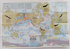 National Geographic, 4 Educational Maps Posters, Animal Migration, Whales, Birds